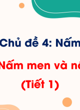 Chủ đề 4 - Bài 16. Nấm men và nấm mốc (Tiết 1)
